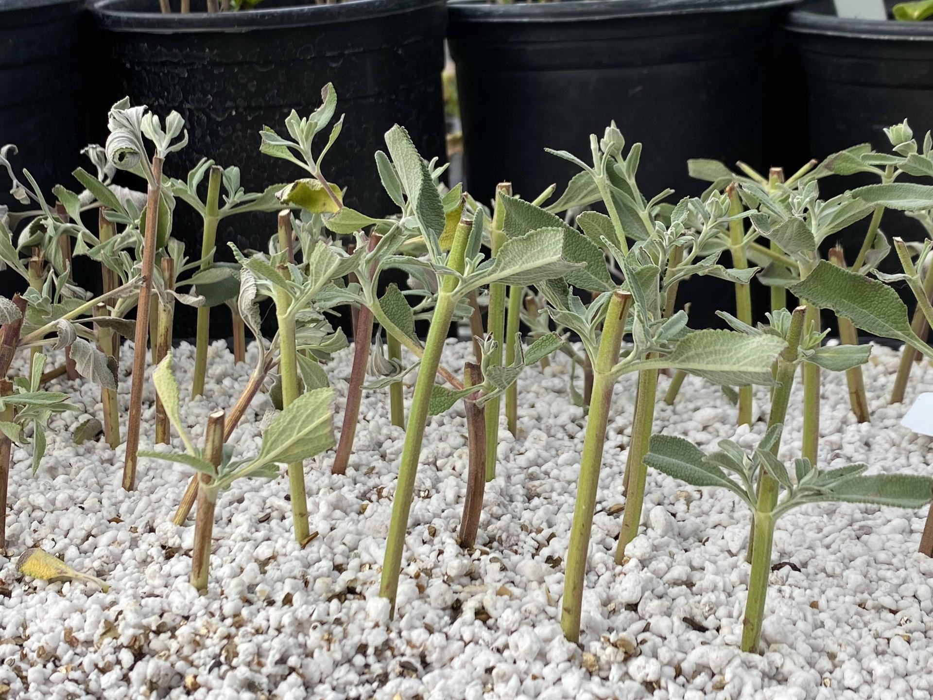 Sprouting num nums