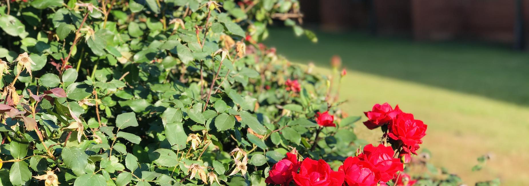 Lost rose bush