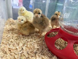 Egg Incubation and the Arrival of New Chicks