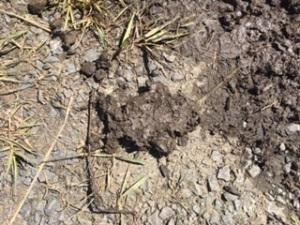 Mud Art