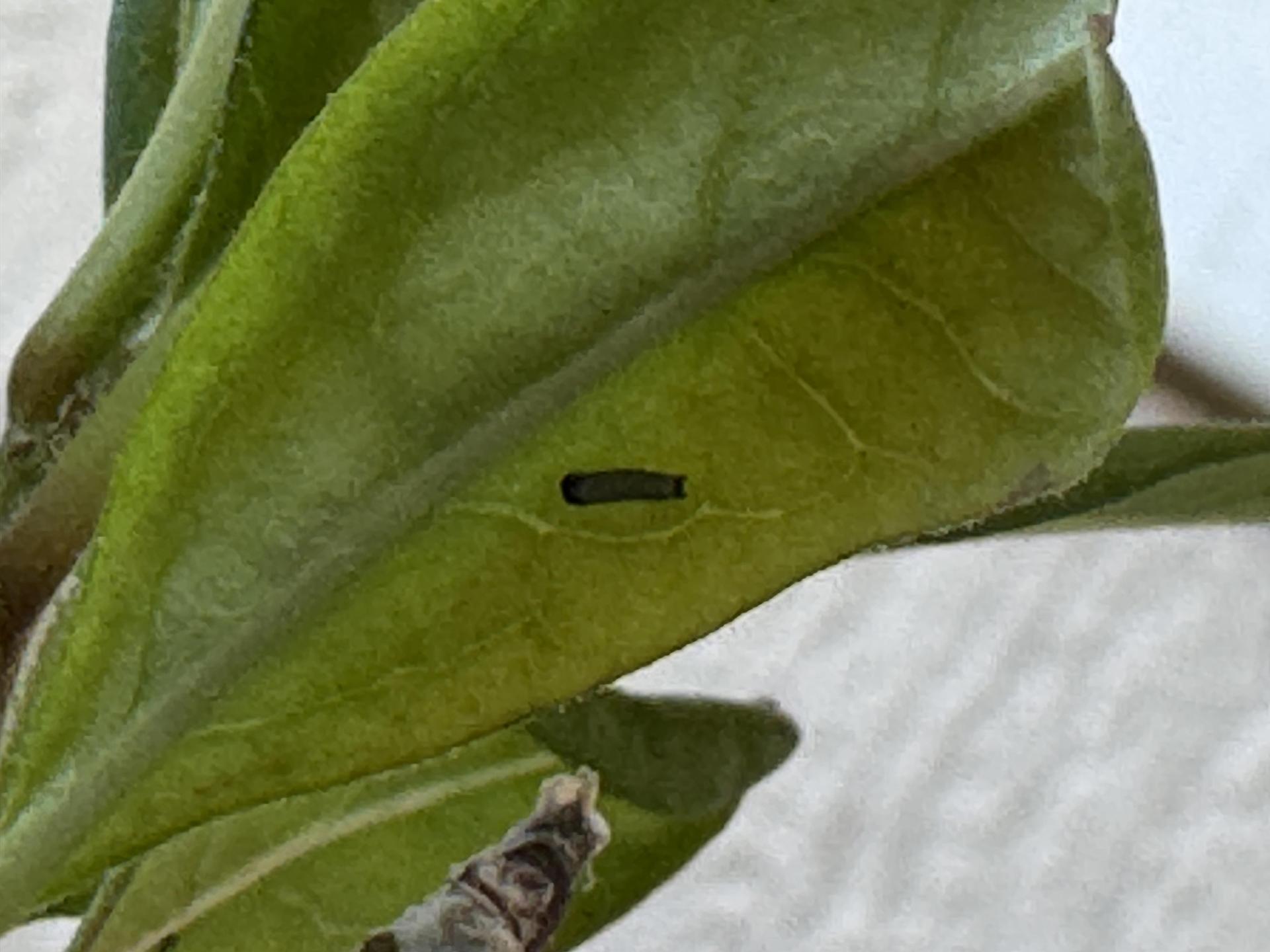 Students working on stewardship project