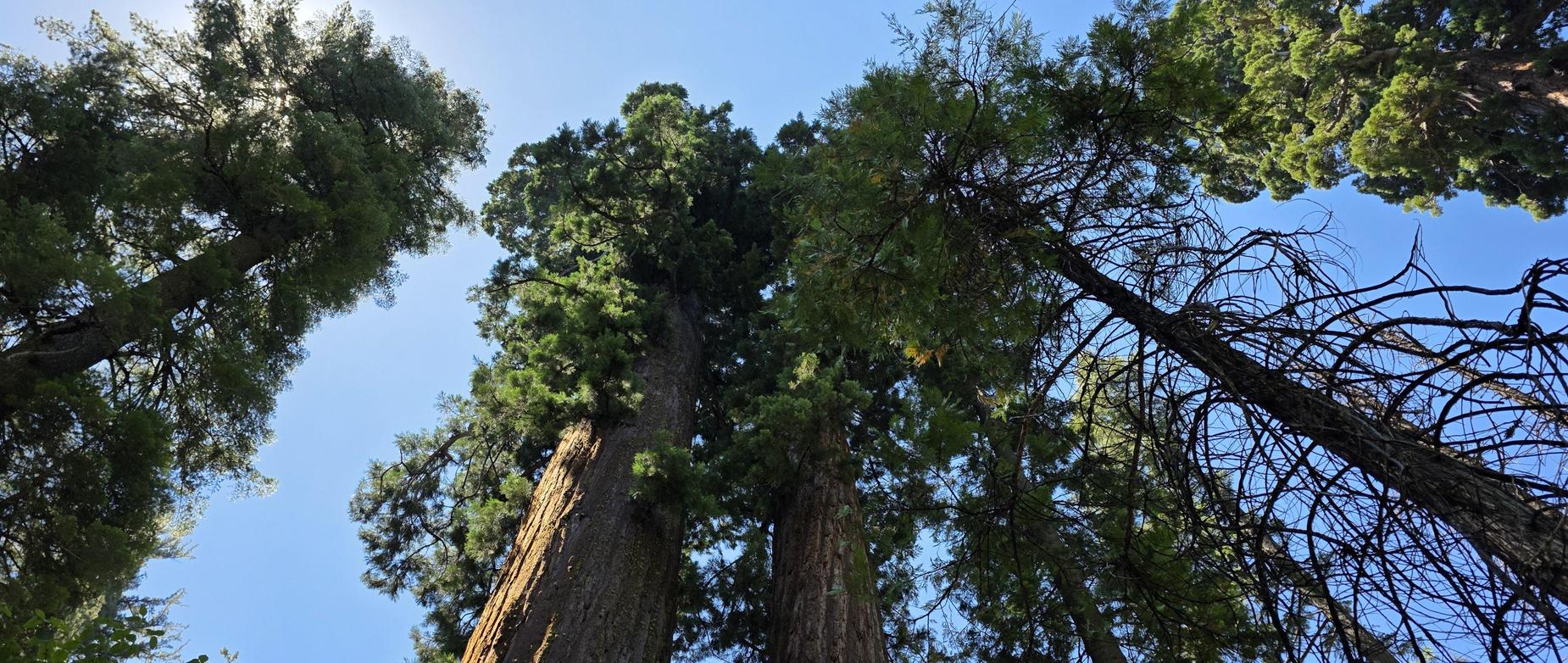 looking up to the canopy of giant sequoia trees