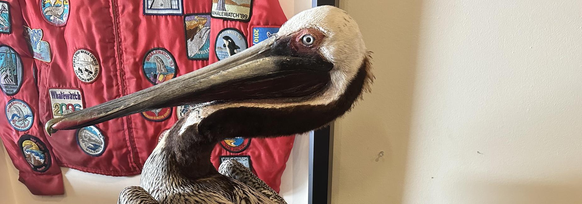 PWP Pelican