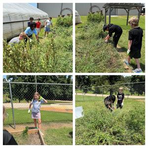 garden to table