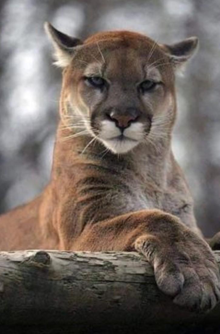 Cougar