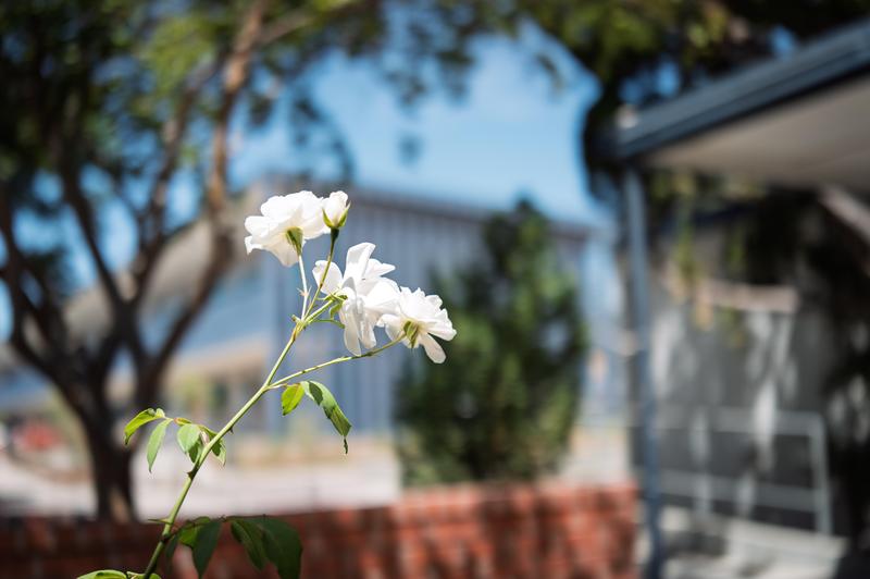 Image of a flower in the PCY quad