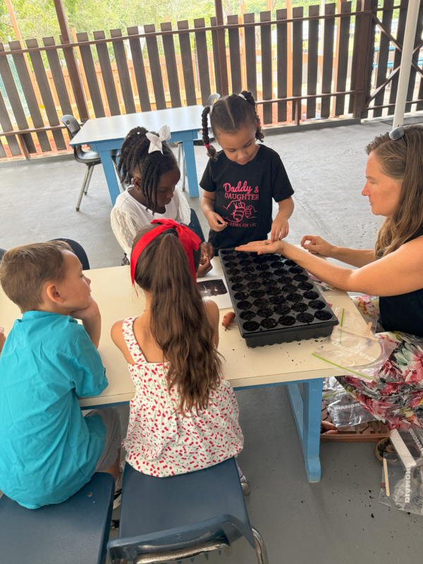 seeds of wonder in kindergarten