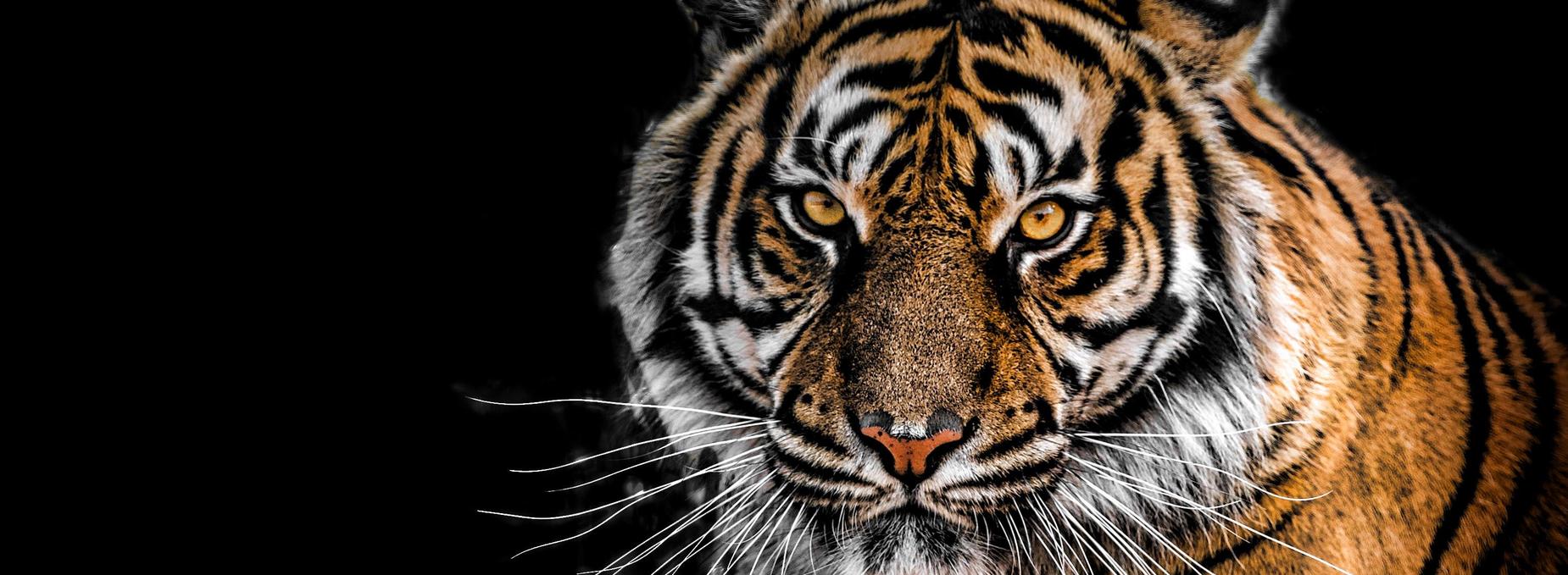 tiger 2