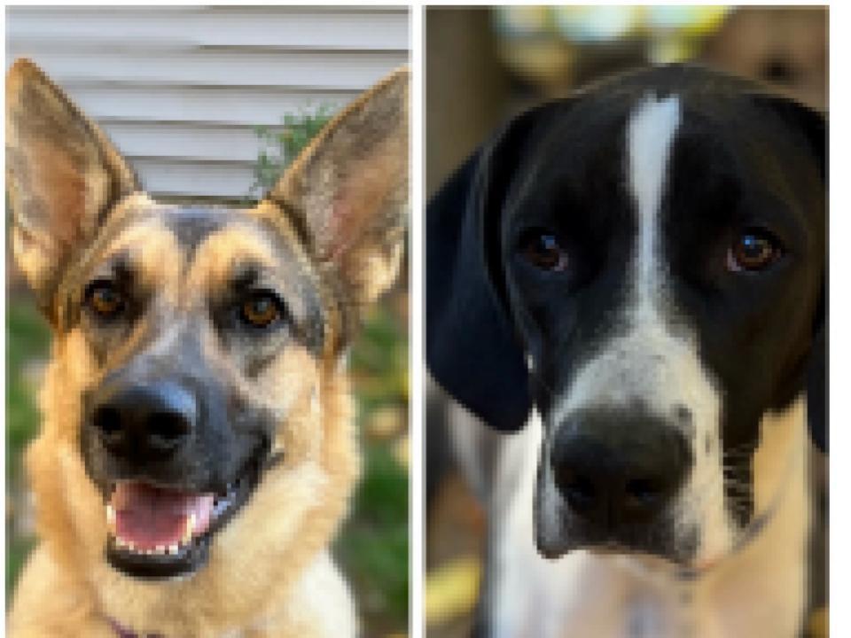 Family Pets