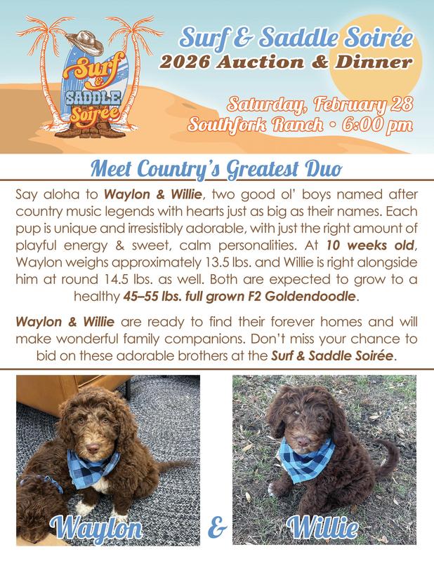 Meet Waylon and Willie, F2 Goldendoodle Brothers! Featured Photo