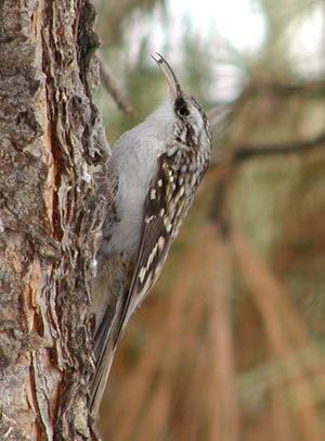 Brown Creeper