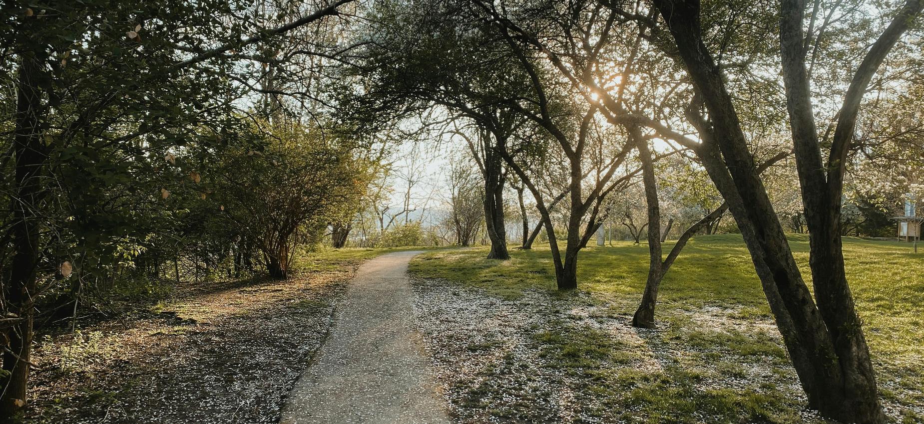 Winding pathway through a park with trees and sunlight filtering through branches.
