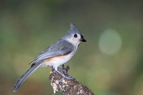 Tufted Titmouse
