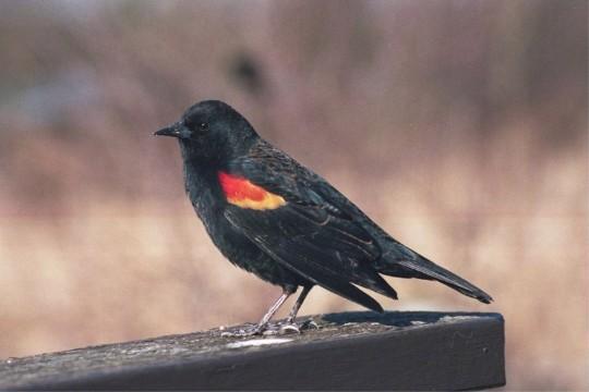 Red-winged Blackbird