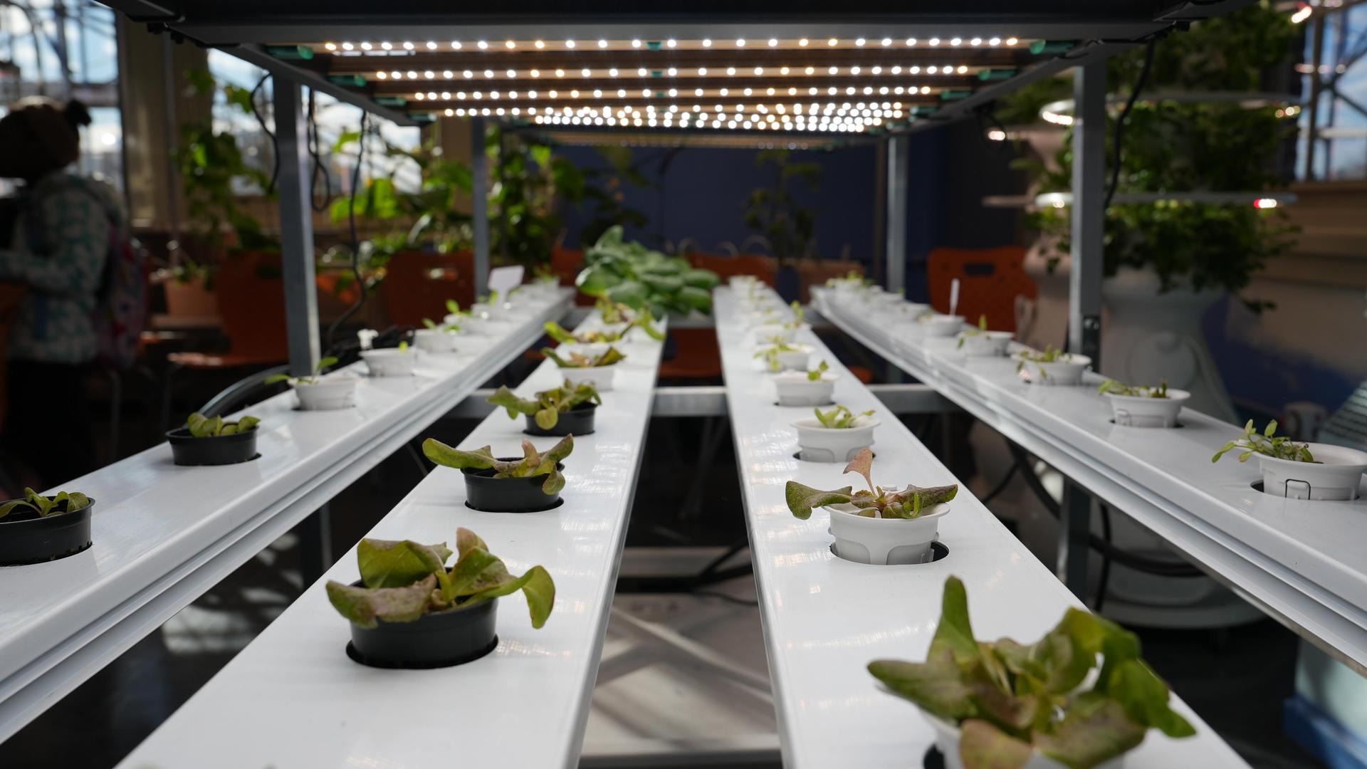 Rows of potted plants under bright grow lights.