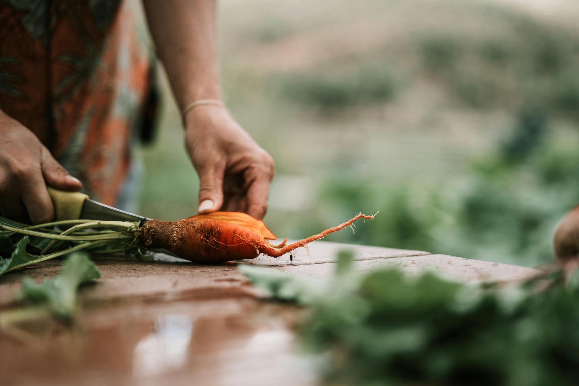 farm to table