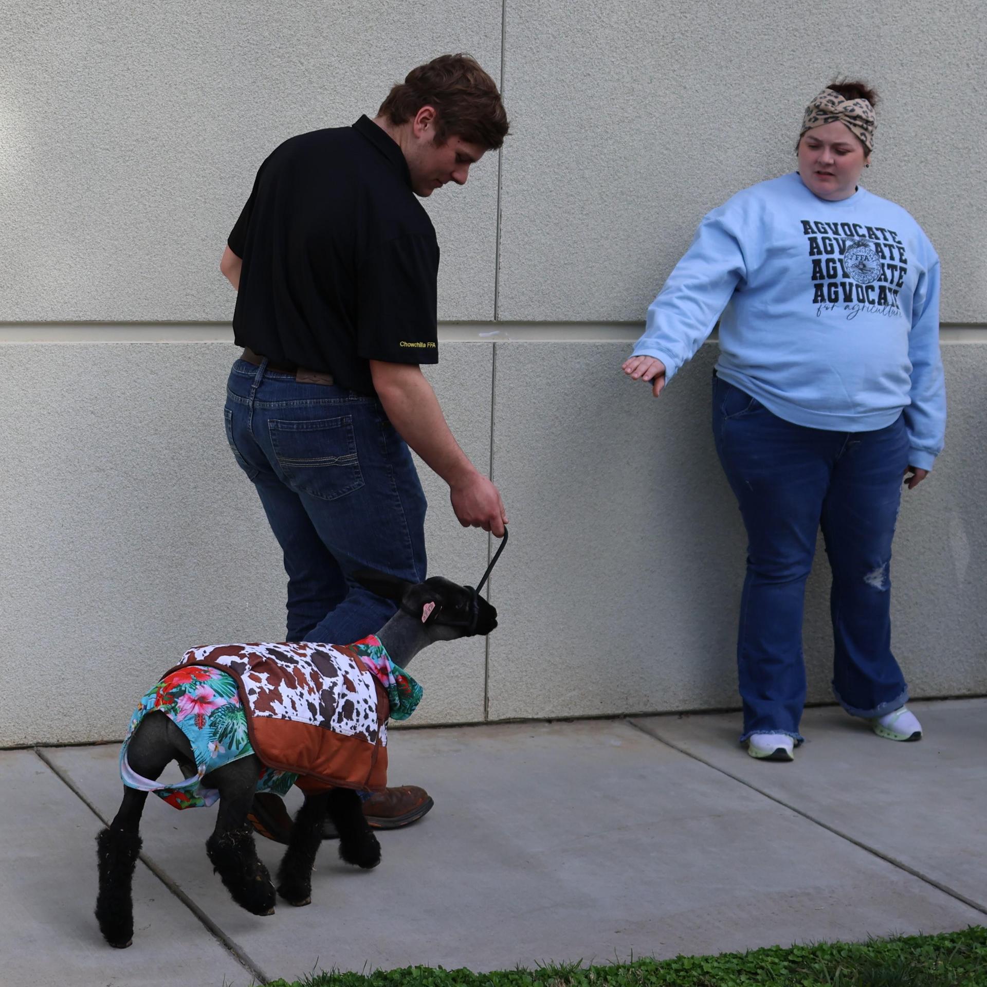 walking with the lamb