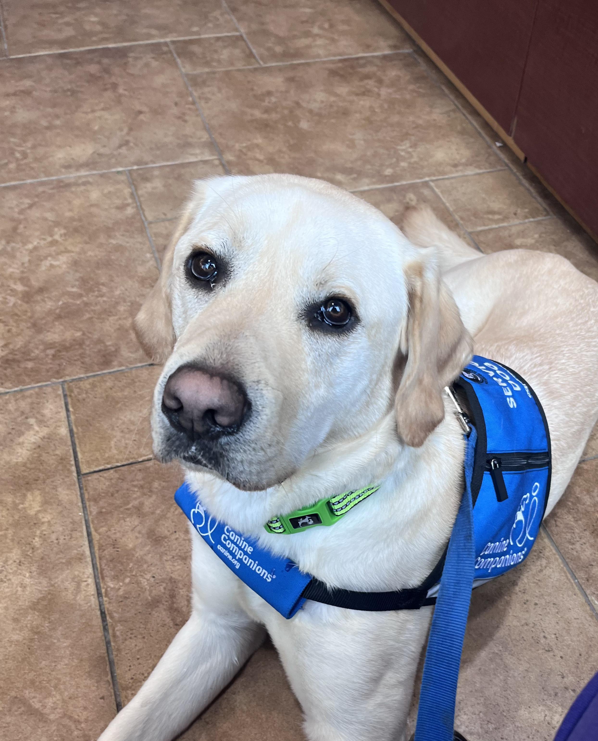jona our service dog resting position