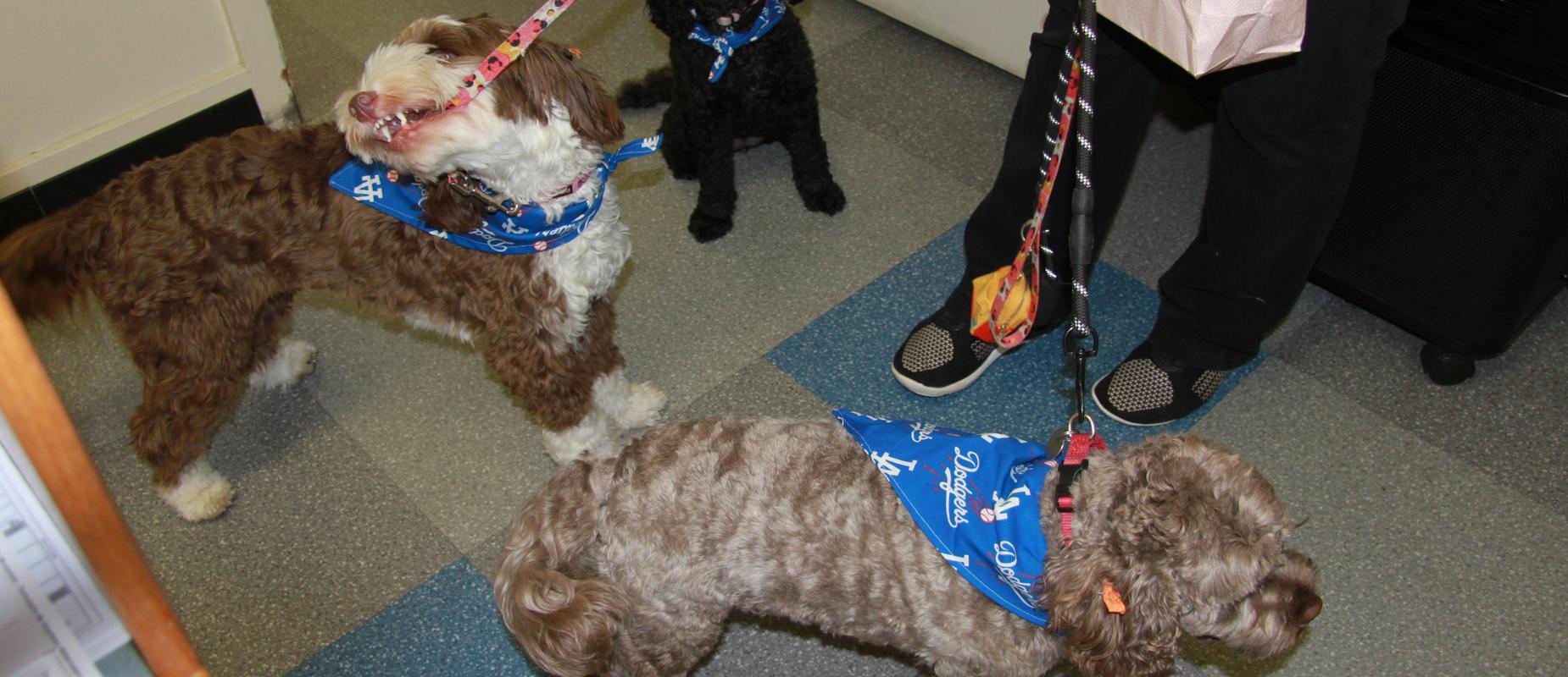 Meet the therapy dogs