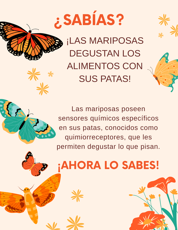 Spanish version of the infographic about butterflies tasting food with their feet.