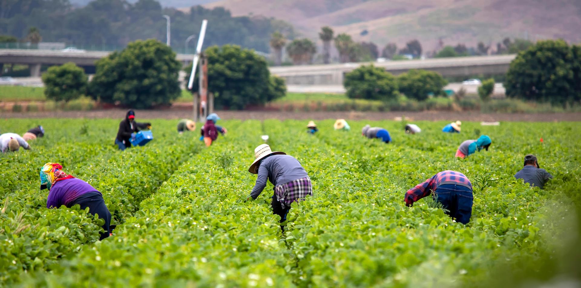 Farmworkers harvesting crops in a green field.