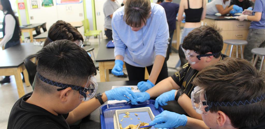 frog dissection
