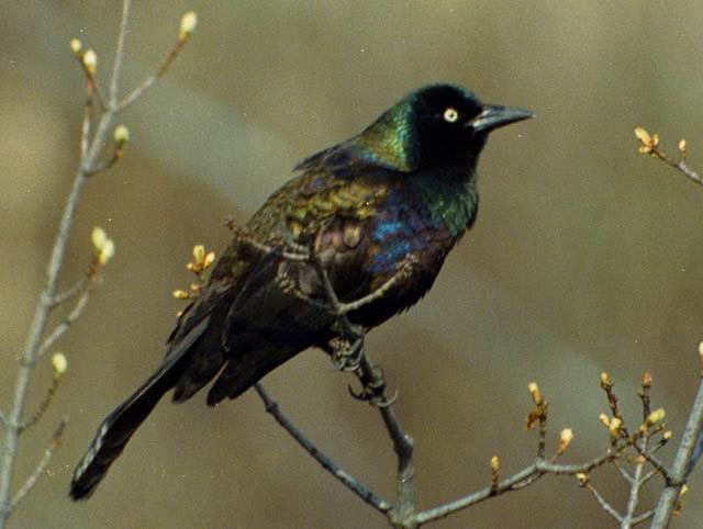 Common Grackle