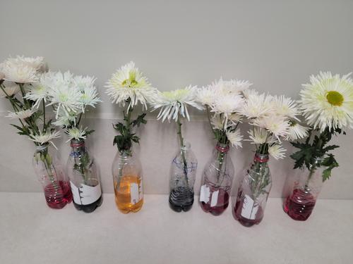 How do stems work? Science Experiment, Flowers in food dye.