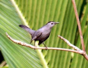 Gray Catbird