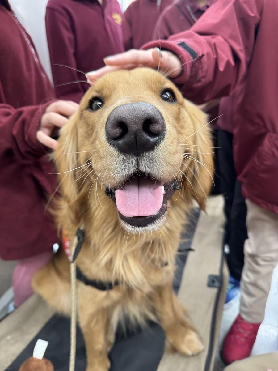 golden retriever being pet 