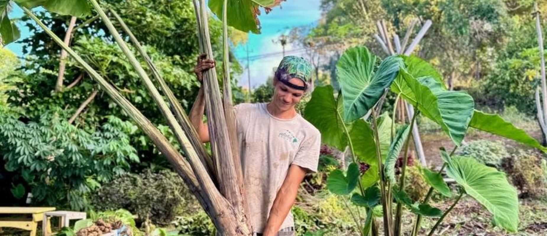 Uncle Nick in the garden harvesting kalo