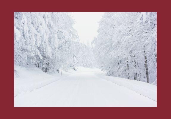 snowy roadway and trees