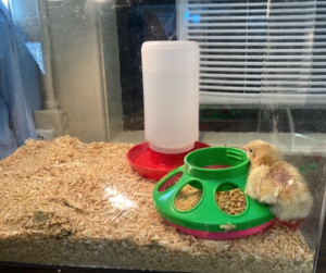 incubators for chickens