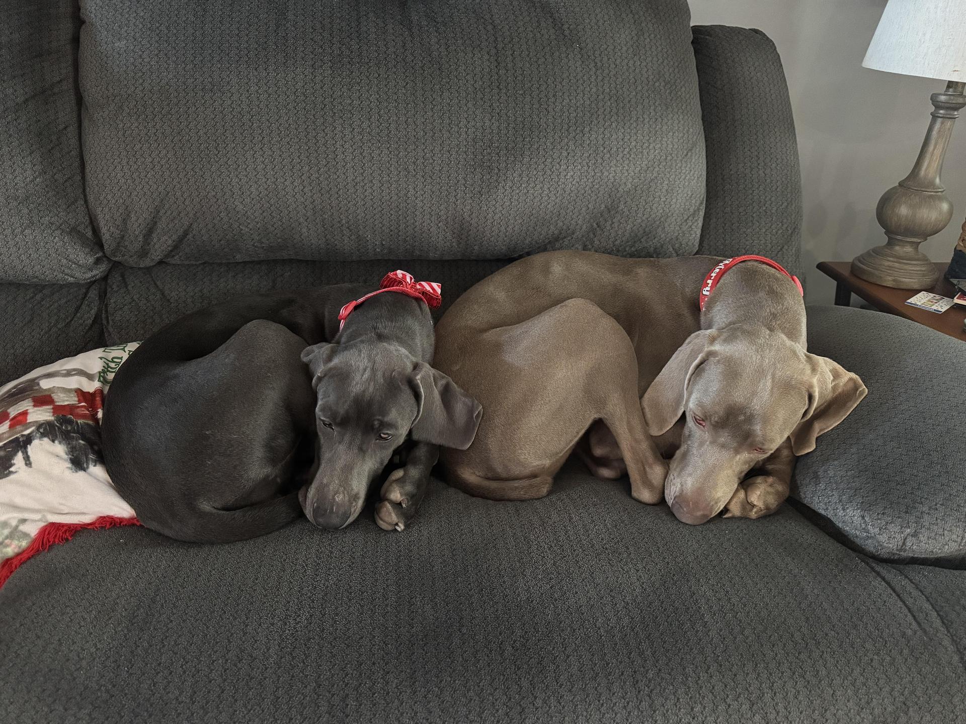 Oakley and Luna