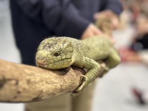Goober the Lizard