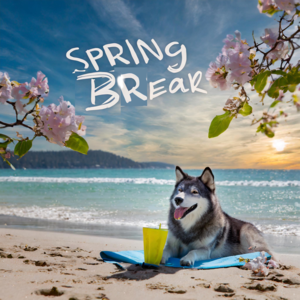 Spring Break with wolf on beach