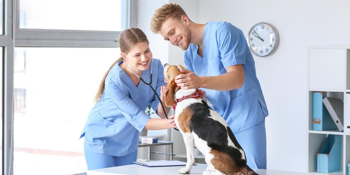 Vet and dog