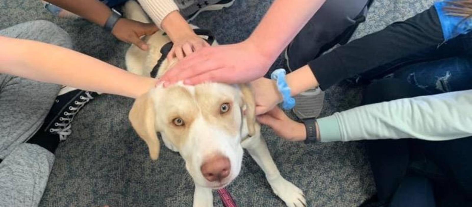 Therapy Dog