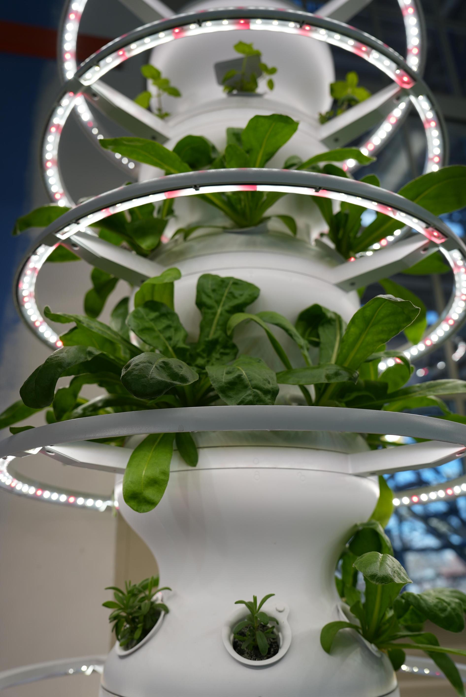 hydroponics station of basil grown by students