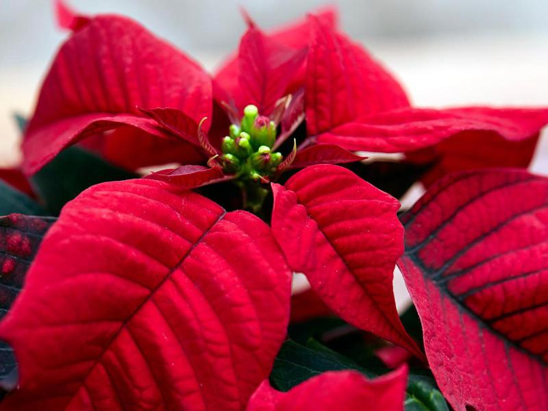 Poinsettia Pick-Up