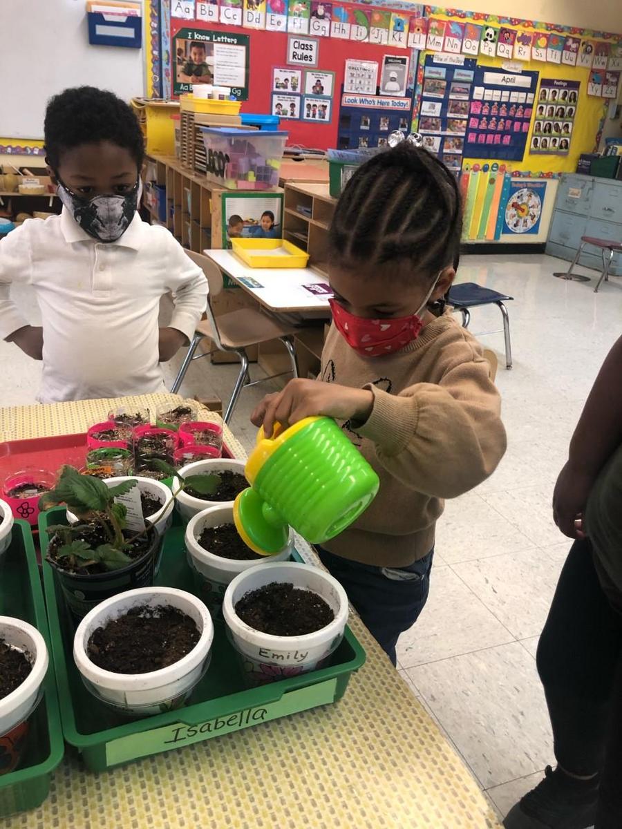 Pre K learning how to plant plants!