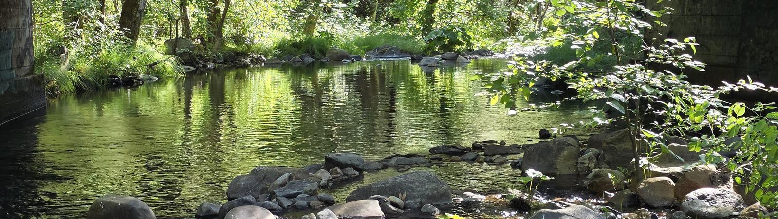 creek with rocks and green trees all around