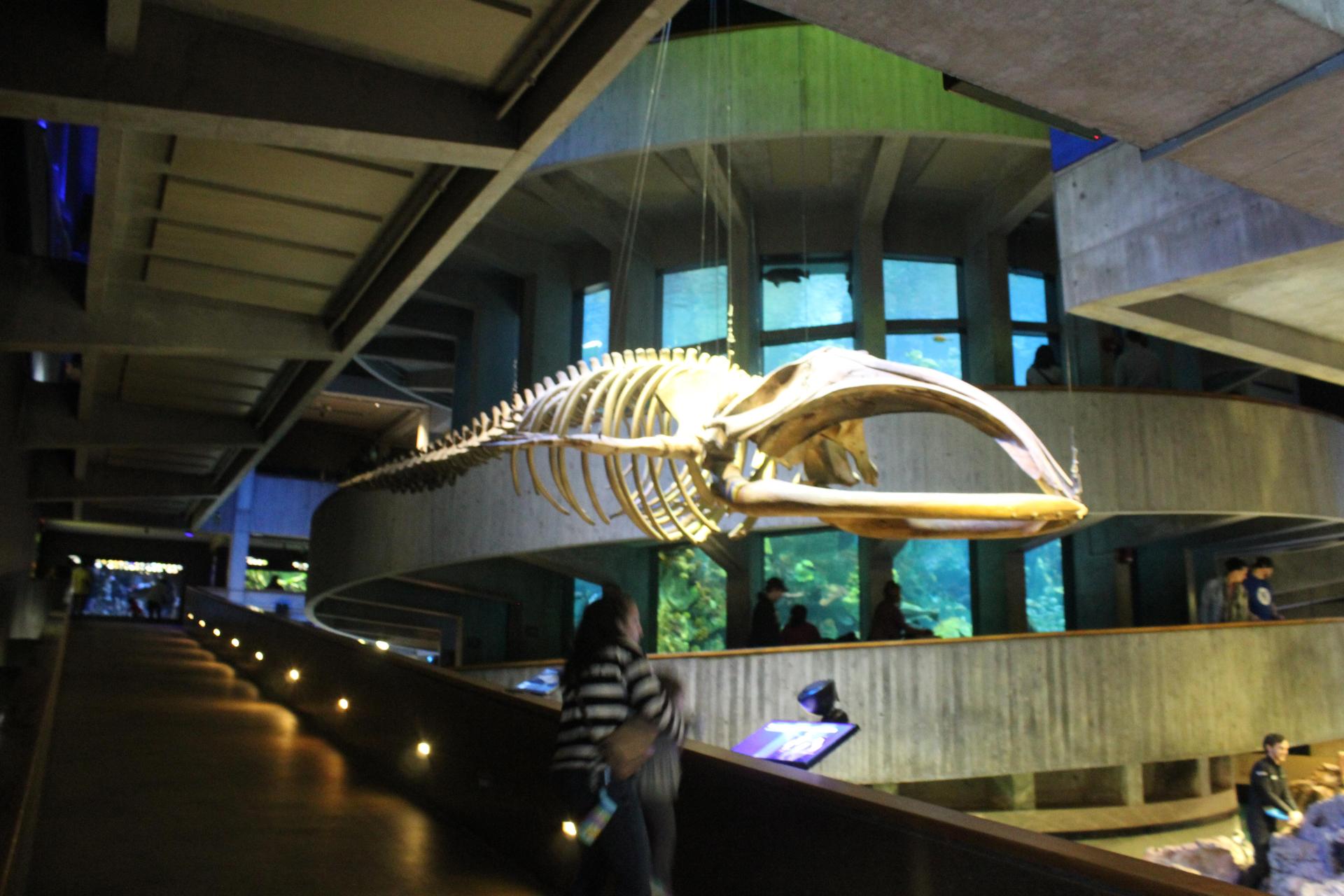 Aquarium Shark Skeleton