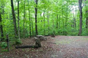 Lush green forest with a picnic table and a cleared area on the ground.