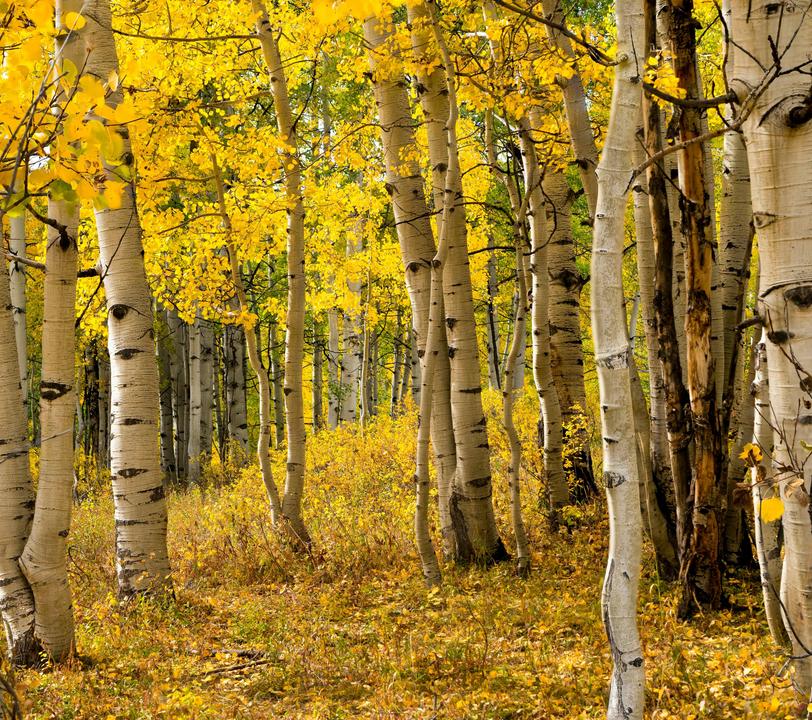 A serene forest of yellow-leaved aspen trees in autumn.