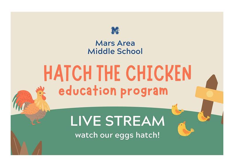 Promotional poster for a live-streamed chicken hatching education program.