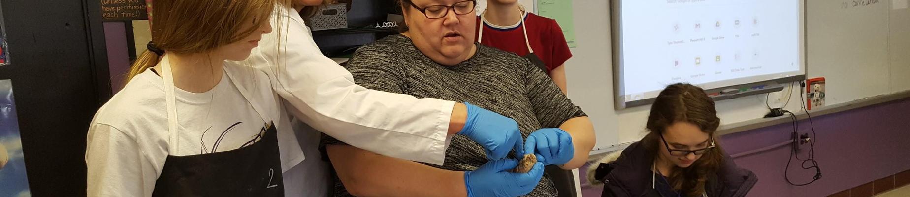 Sheep brain dissection