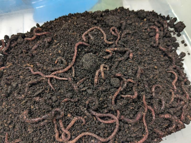 worms