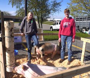 Two students stand in a pen with their pigs.