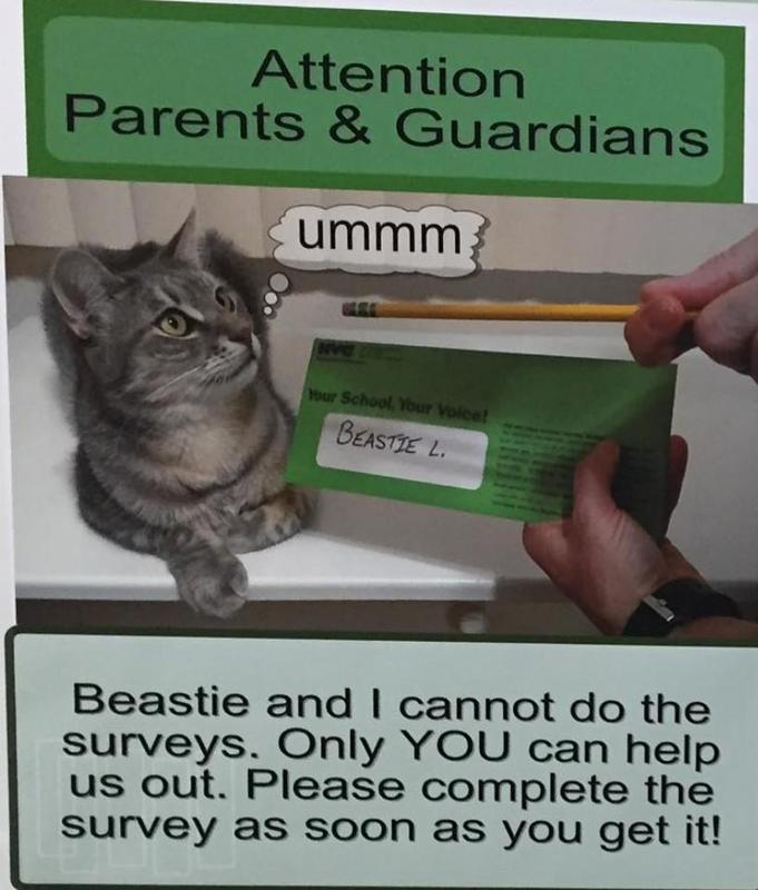 Cat takes survey